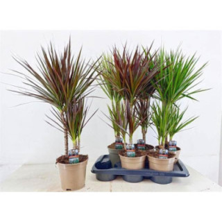 PL. DRACAENA DIVERSA 80CM X61