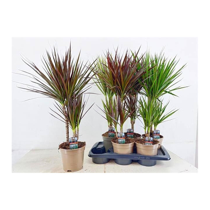 PL. DRACAENA DIVERSA 80CM X61