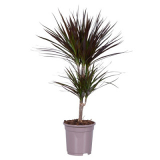 PL. DRACAENA MAGENTA 80CM X61