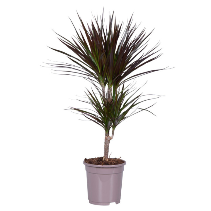 PL. DRACAENA MAGENTA 80CM X61