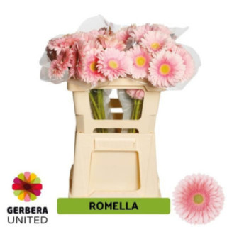 GERBERA ROMELLA 50 X101