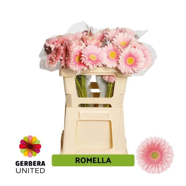 GERBERA ROMELLA 50 X101