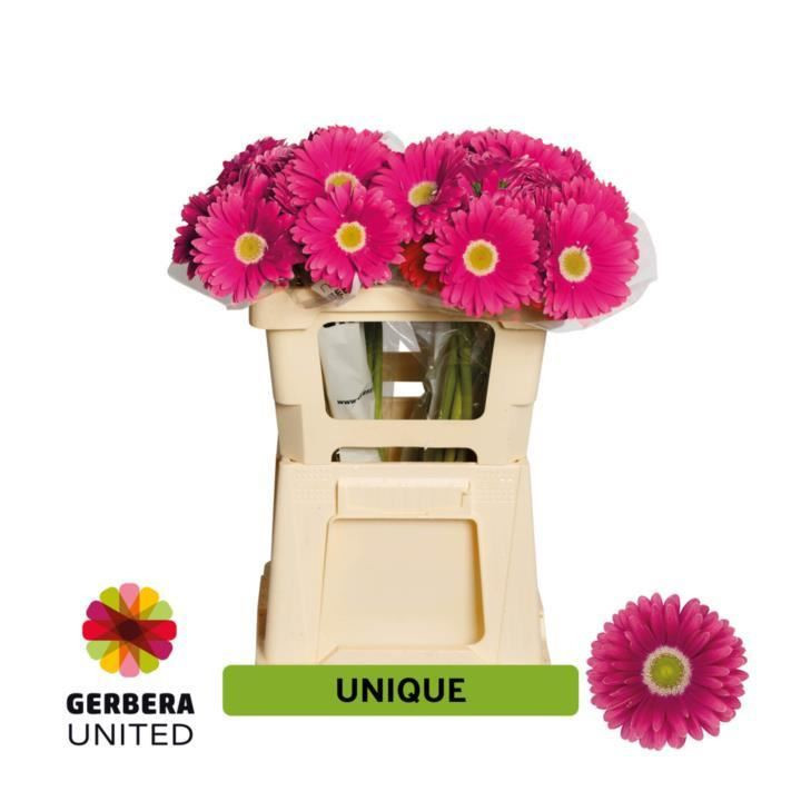 GERBERA UNIQUE 50 X101