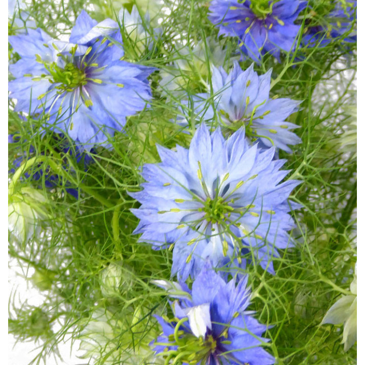 NIGELLA AZUL 751