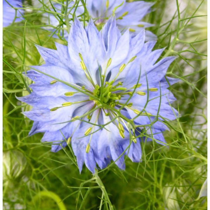 NIGELLA AZUL 752