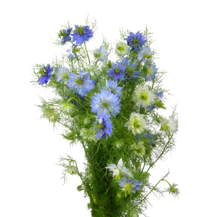 NIGELLA AZUL 753