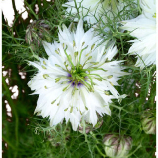 NIGELLA BLANCA 751