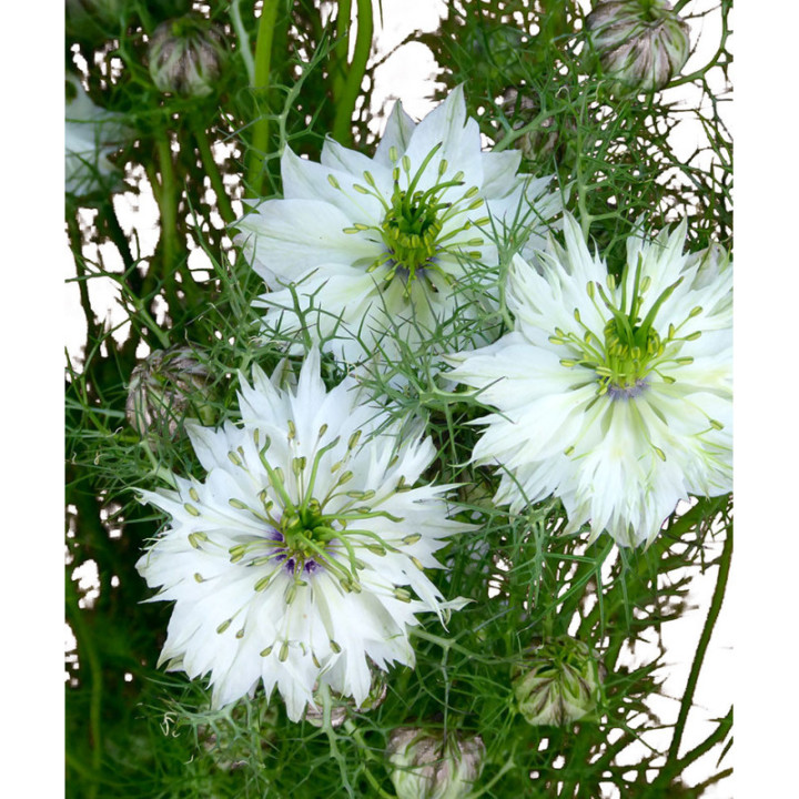 NIGELLA BLANCA 752
