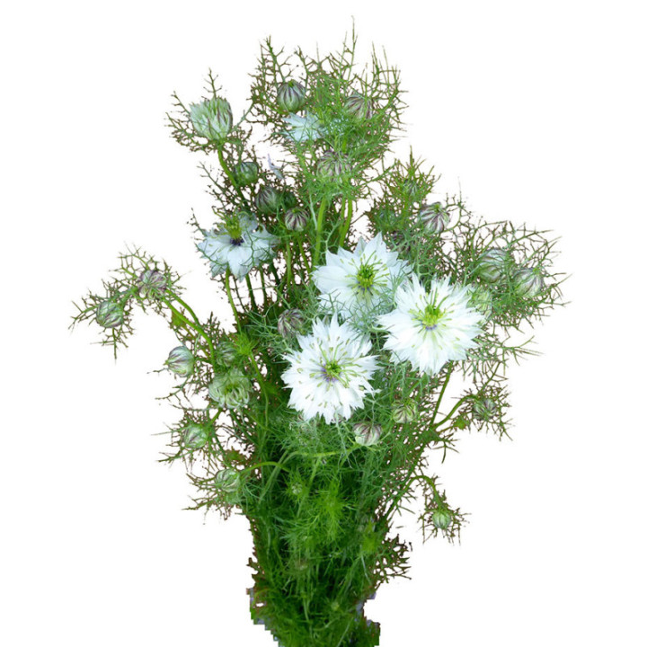 NIGELLA BLANCA 753
