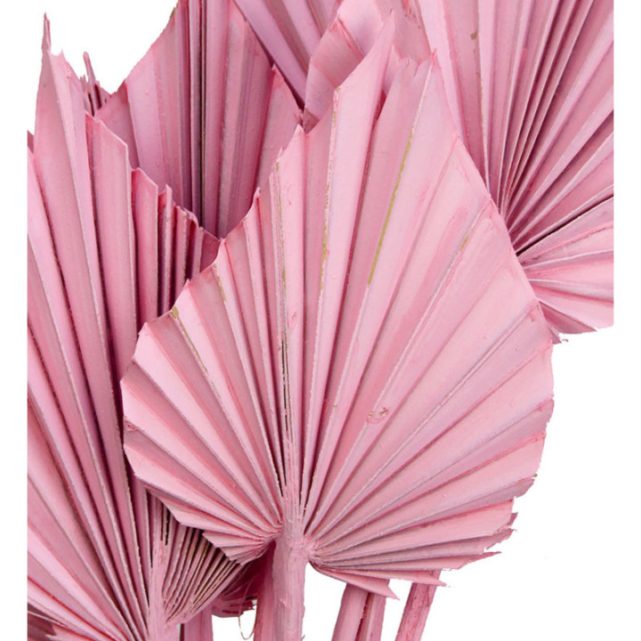 PALMITO SECO SPEAR ROSA CLARO 45CM2