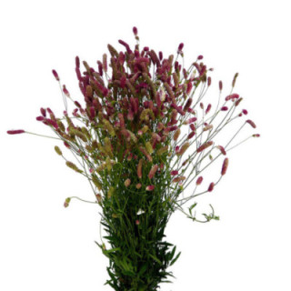 SANGUISO OFFICINALIS 851