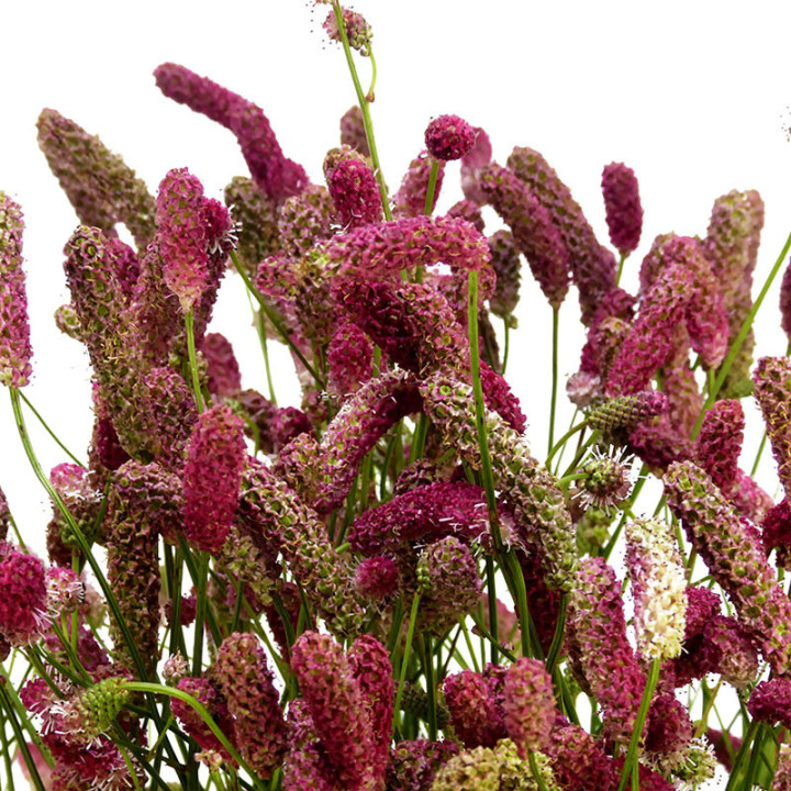 SANGUISO OFFICINALIS 852
