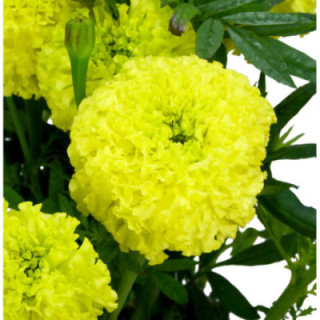 TAGETUS LIMEGREEN 701