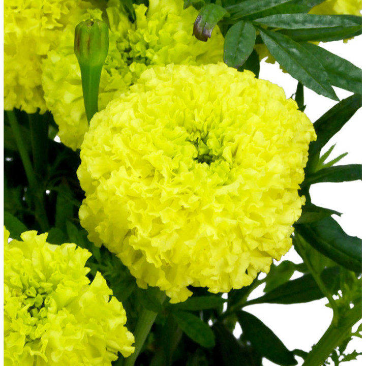 TAGETUS LIMEGREEN 701