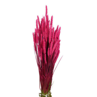 TRIGO SECO FUCSIA1