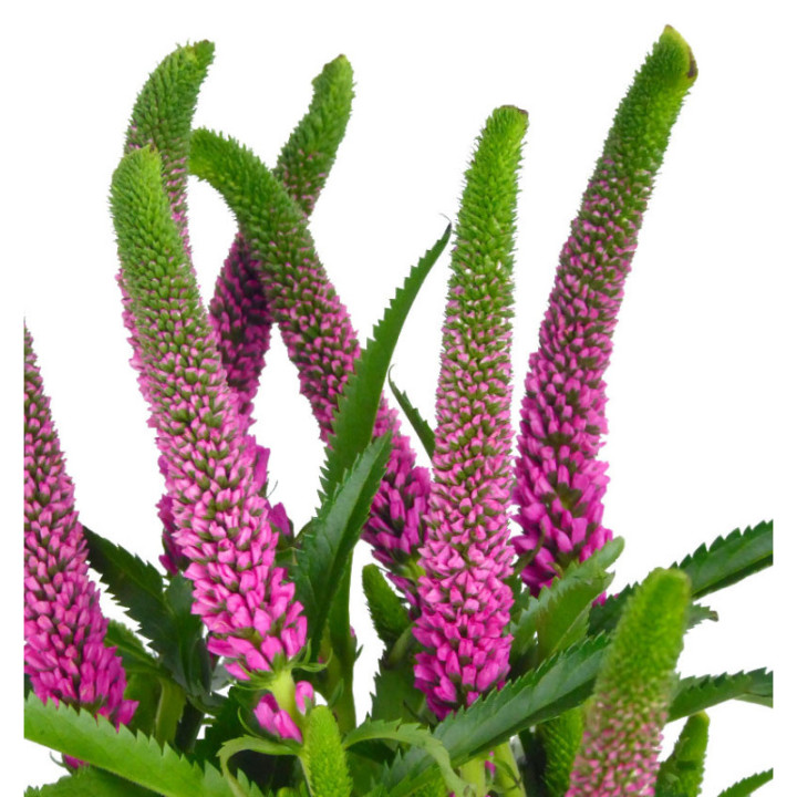 VERONICA SMART ISELLE 603
