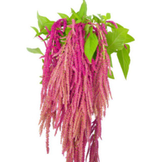 AMAR LOVE LIES BLEEDING 751
