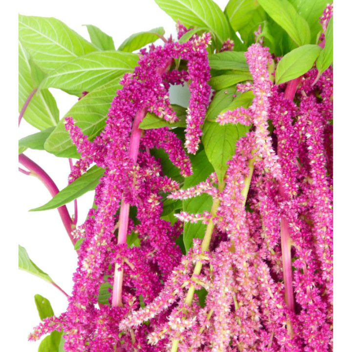 AMAR LOVE LIES BLEEDING 752