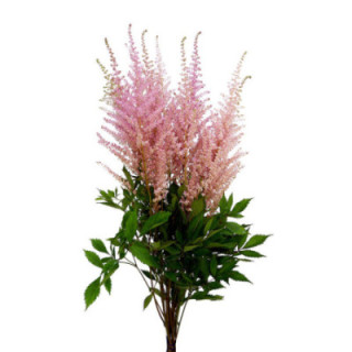 ASTILBE ERIKA 651