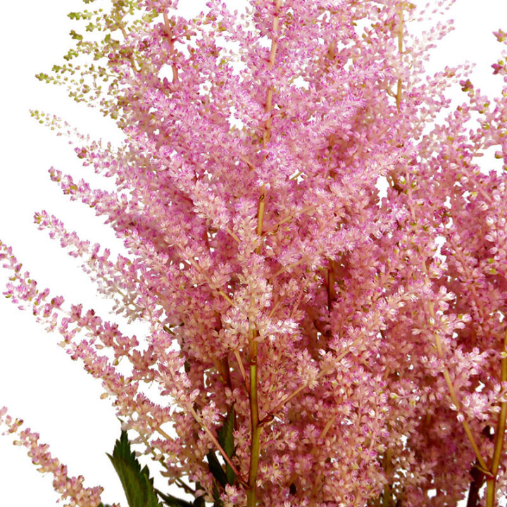 ASTILBE ERIKA 652