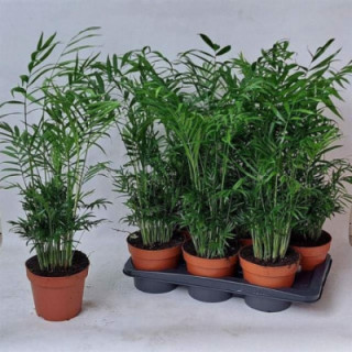 PL. CHAMAEDORA ELEGANS 70CM X61