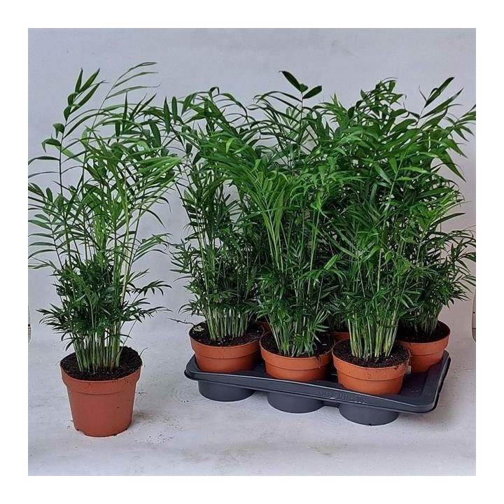 PL. CHAMAEDORA ELEGANS 70CM X61