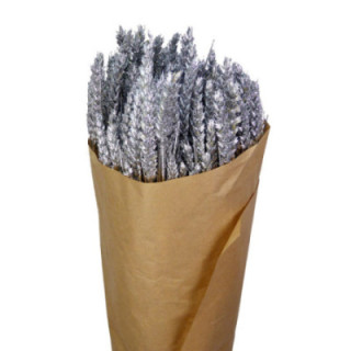 TRIGO PLATA PURPURINA1