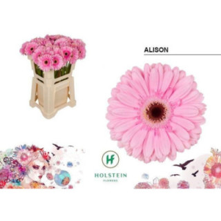 GERBERA ALISON 50 X101