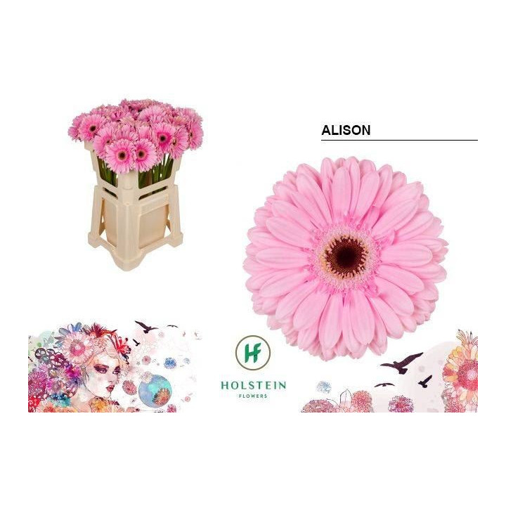 GERBERA ALISON 50 X101