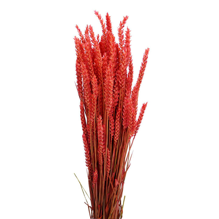 TRIGO SECO ROSA1