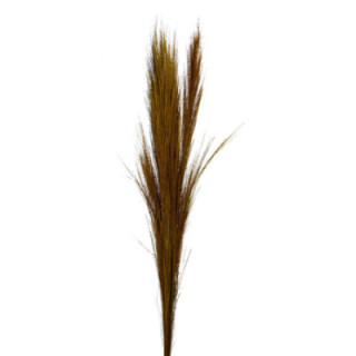 BROOM GRAAS SECO YELLOW1