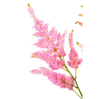 ASTILBE JAP EUROPA 601