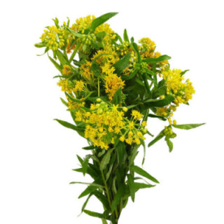 ASCLEPIA HELLO YELLOW 401