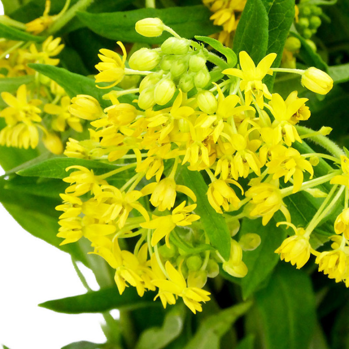 ASCLEPIA HELLO YELLOW 402