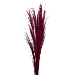 BROOM GRAAS SECO RED1