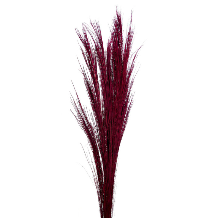 BROOM GRAAS SECO RED1