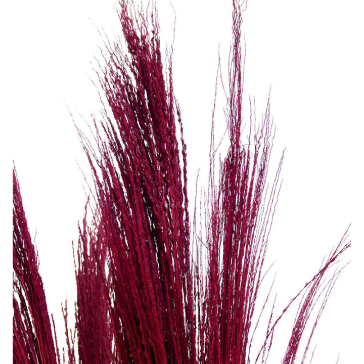 BROOM GRAAS SECO RED2