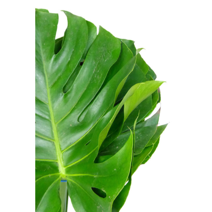 MONSTERA HOL 50CM1