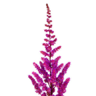 ASTILBE MAGGIE DELAY 601