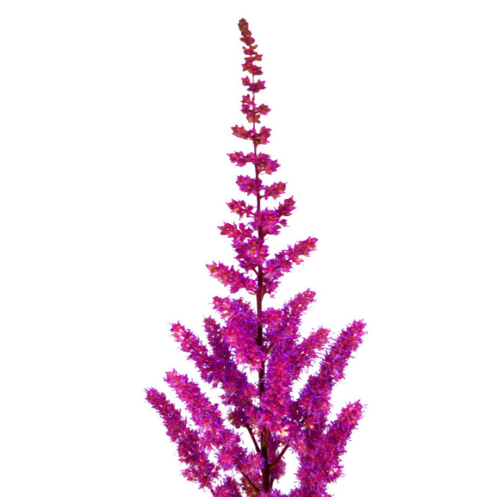 ASTILBE MAGGIE DELAY 601