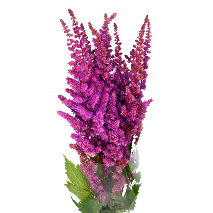 ASTILBE MAGGIE DELAY 602