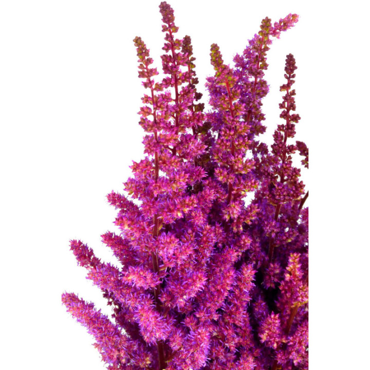 ASTILBE MAGGIE DELAY 603