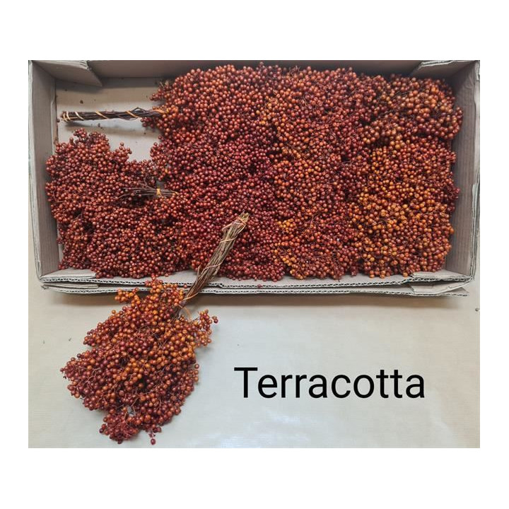 SCHINUS MOLLES BES TERRACOTTA 301