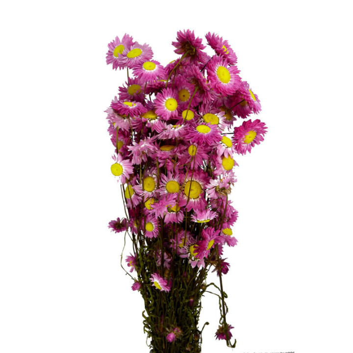 ACROCLINIUM SECA ROSA1