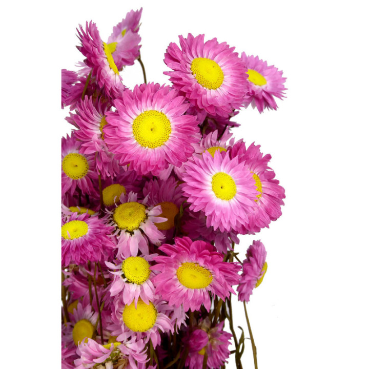 ACROCLINIUM SECA ROSA2