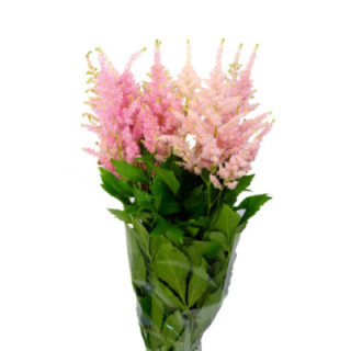 ASTILBE JAP EUROPA 551