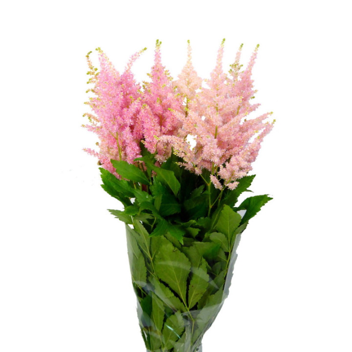 ASTILBE JAP EUROPA 551