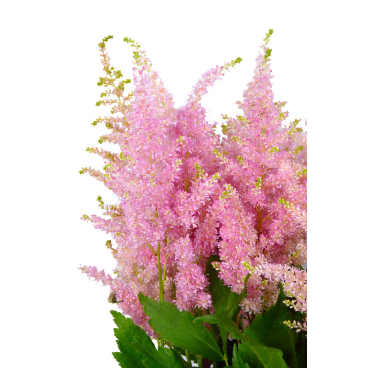 ASTILBE JAP EUROPA 552