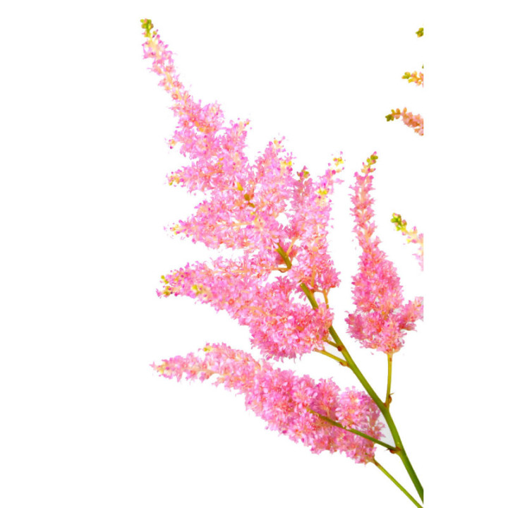 ASTILBE JAP EUROPA 553