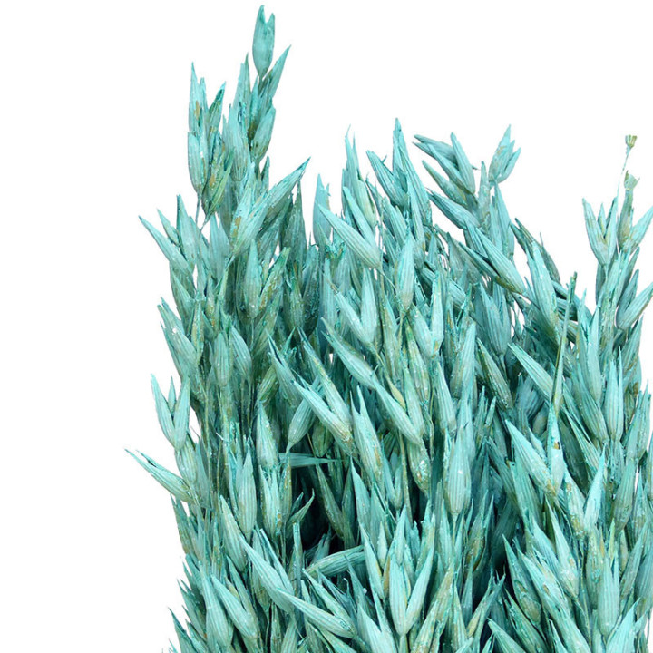 AVENA SECA AZUL AQUA2